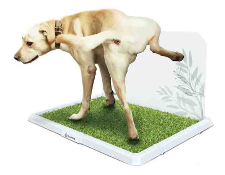 BANDEJA TONIPETS MACHO GRANDE 69X48X3CM